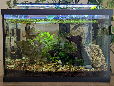 A 20 gallon planted freshwater aquarium with a sustainable ecosystem. Planted Freshwater Aquarium